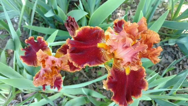 Auburn iris flower against green foliage