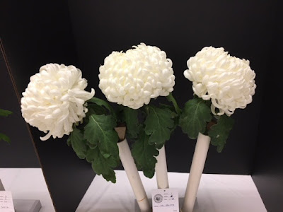 White chrysanthemums