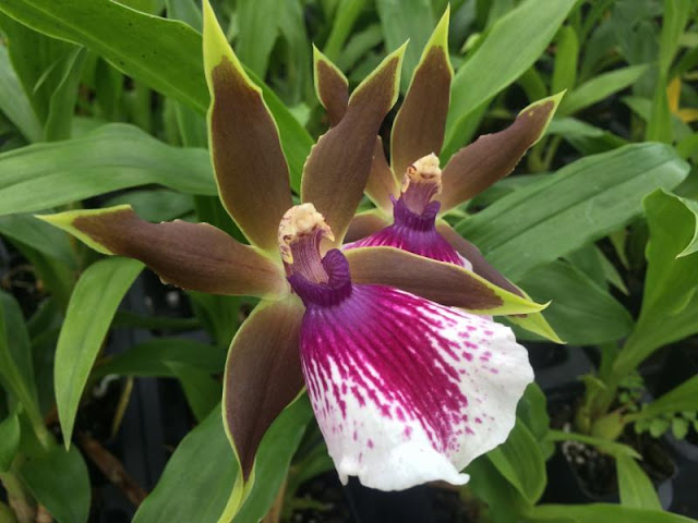 Purple and white orchid blossom