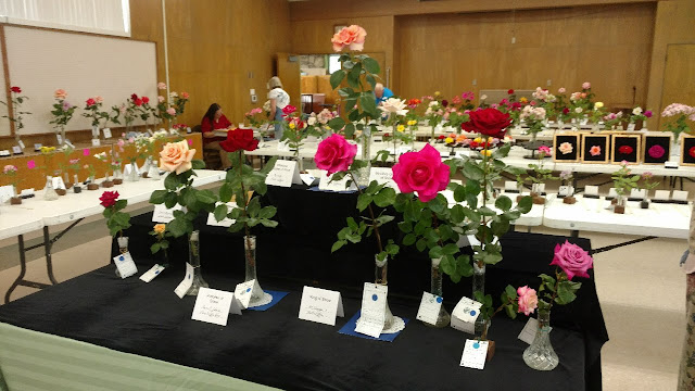 Display of roses on tables in  large room