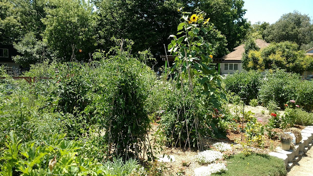 Landscape photo of Fremont garden