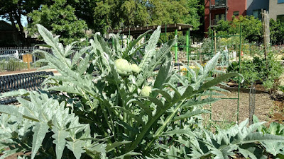 Artichoke plant in the Fremont garden