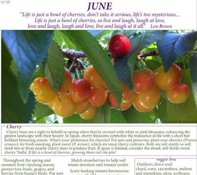 Cherries on a calendar page