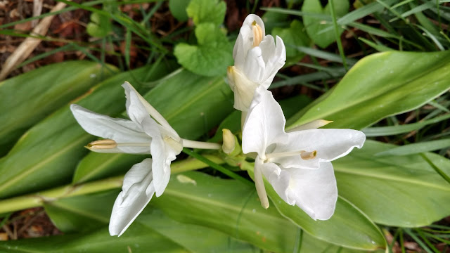 White ginger blossom