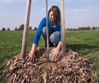 Young woman spreading wood chip mulch