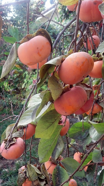 persimmons on tree