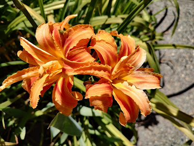 Orange daylily