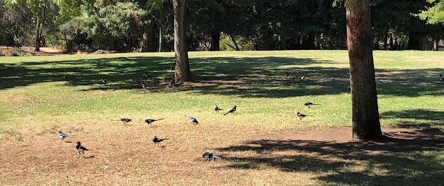 Magpies in park