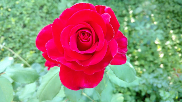 A bright red rose against green foliage
