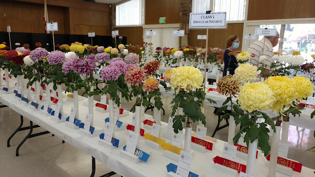 Mums on display