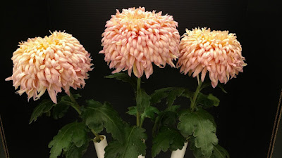 Three apricot colored mums