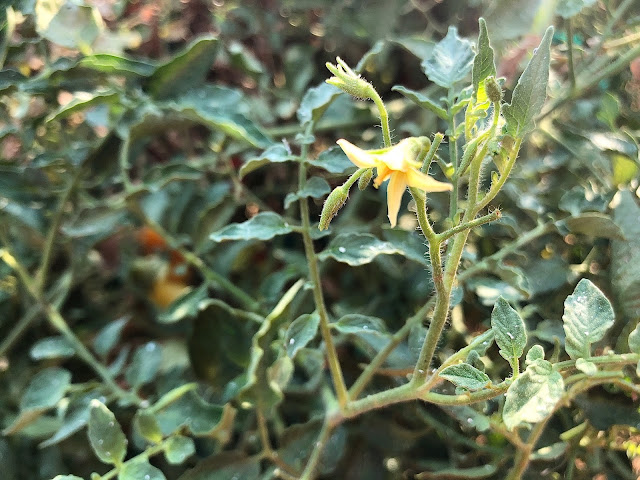 yellow tomato flower