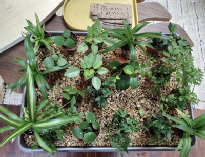 Several small houseplants on a tray filled with small gravel