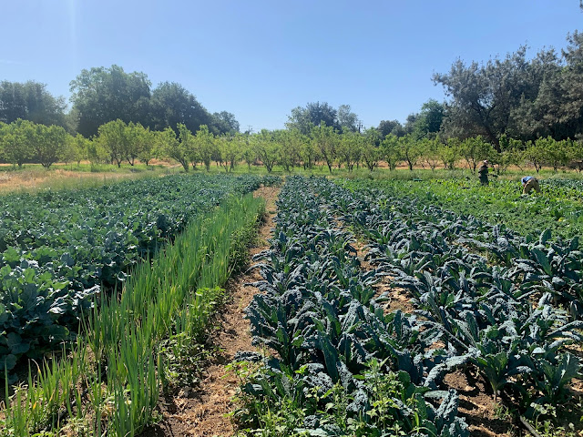 Farm site with blue sky