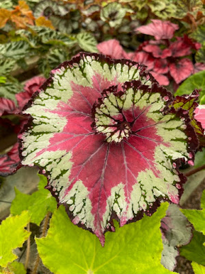 Rex begonia with large reddish swirl