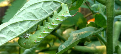 Tomato hornworm on leaf