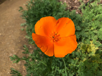 Orange poppy blossom