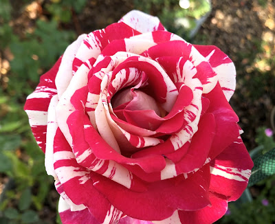Neil Diamond rose, red and white bloom