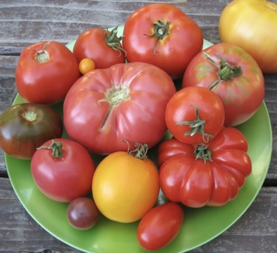 square-tomatoes-plate.jpg