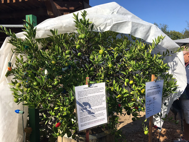 Small citrus tree with frost blanket and lights