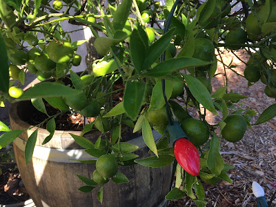 Lights on citrus tree