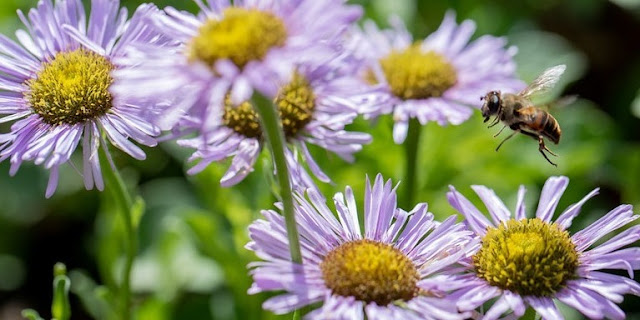 Pale lavender flowers and a flying bee