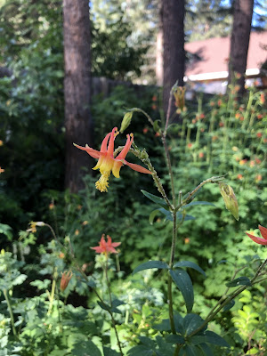 columbine