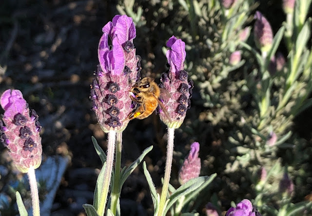 Bee on lavender blossom