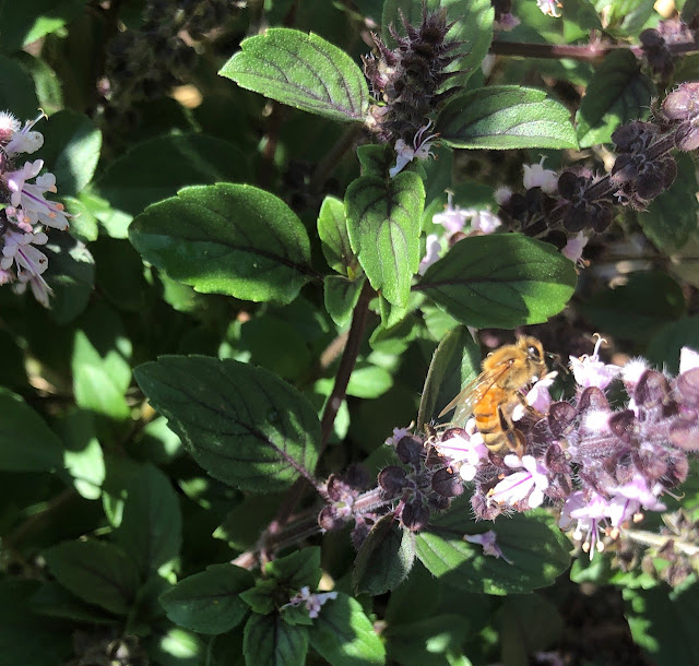 Bee on basil