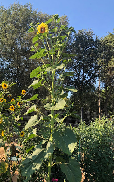 Tall sunflower