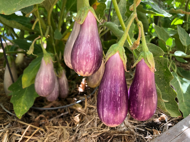 Purple and white striped eggplants on plant
