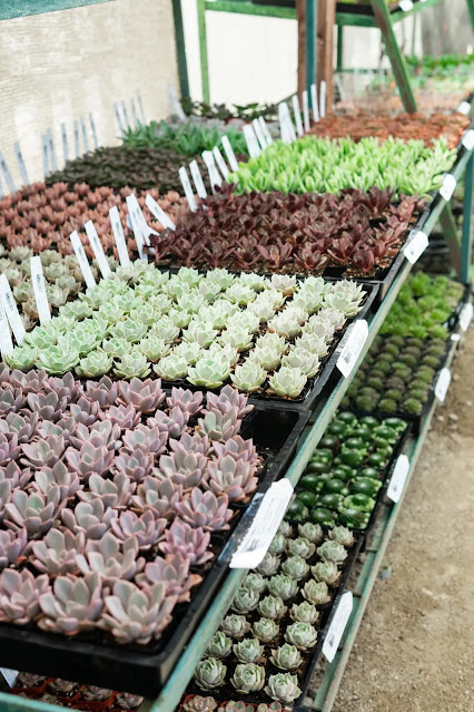 Succulents on display