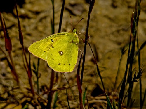 Orange Sulfur butterfly