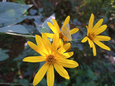 Butterfly on yellow daisy-like flower