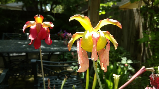 Red and yellow pitcher plant flowers