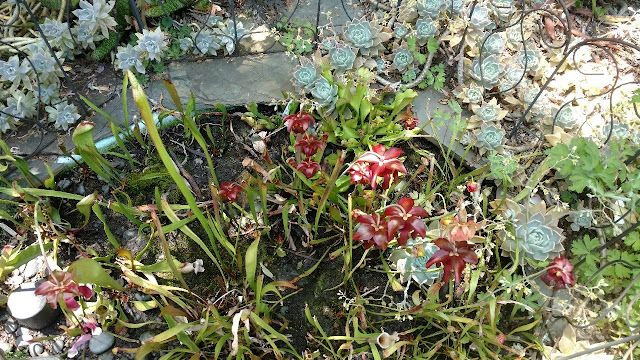 Red pitcher plants