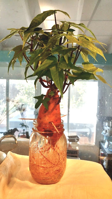 Sweet potato sprouting in glass jar