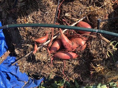 Sweet potato harvest