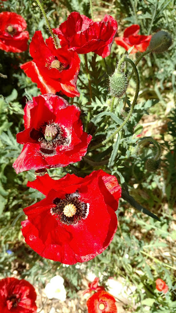 Red poppies