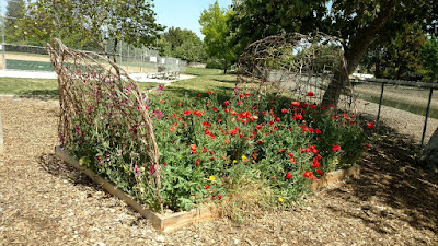 Red flowers in a planting area resembling a bed