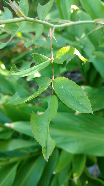 rose leaves with circular holes