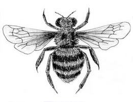 Leafcutter bee