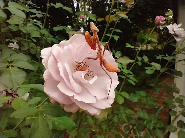 Purple mantid on lavender rose