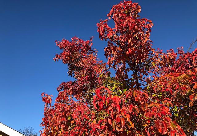 Tree covered in reddish leaves