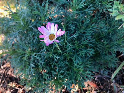 Pink daisy