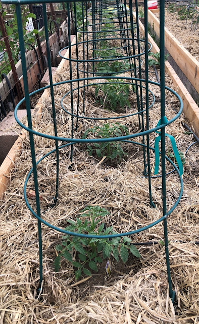 Row of tomato plants with straw mulch