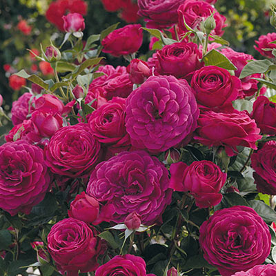 Red-violet multi-petaled roses