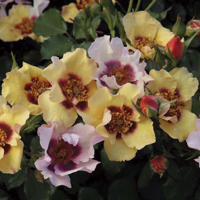 Multicolored rose blooms