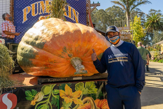 Giant pumpkin and its grower