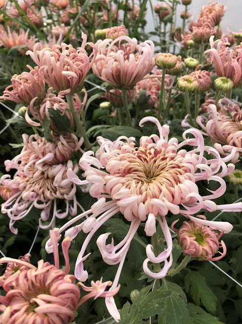 Peach-colored spider mum